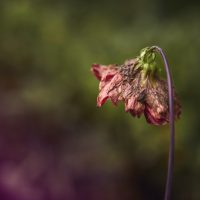 Ré-apprivoiser la mort, semaine mortelle, cal charleroi, charleroi, disciples de voltaire, conférence